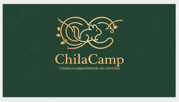 Chinchila