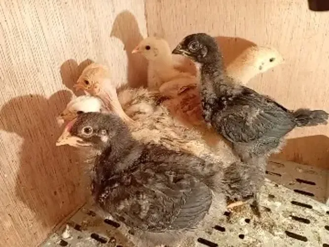 PINTINHOS