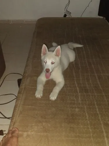 Husky siberiano