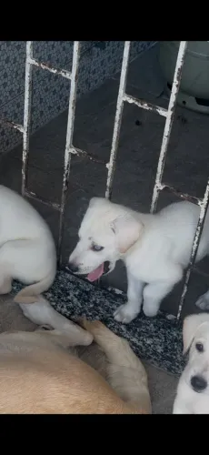 Filhotes de labrador com husky