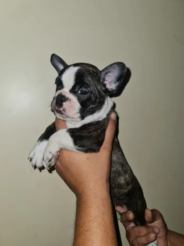 Bulldogue Francês