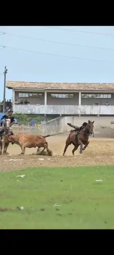 Egua de direita