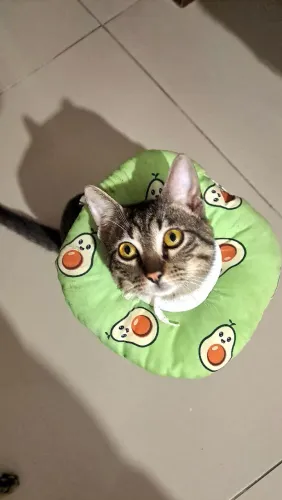 Adote Tom (tem 7 meses e já é castrado)