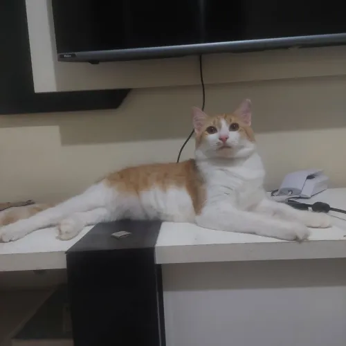 ? GATINHO PARA DOAÇÃO RESPONSÁVEL ?