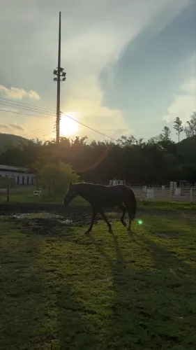 CAVALO MARCHA PICADA, MUITO MANSO!
