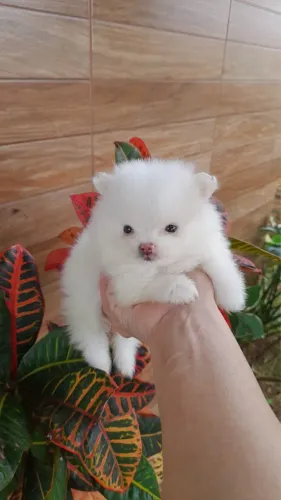 Spitz alemão Lulu da Pomerânia 