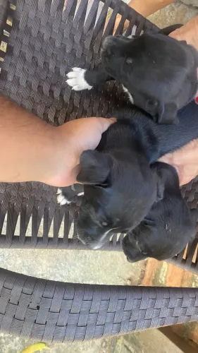 Cachorros pra doação 
