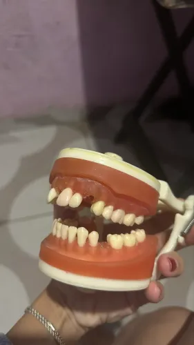 Manequim Dentistica pronew