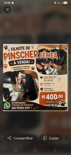 Puro