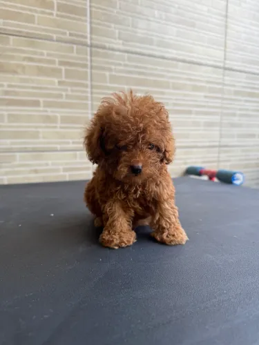 Poodle Toy ( vendas com garantias filhote )
