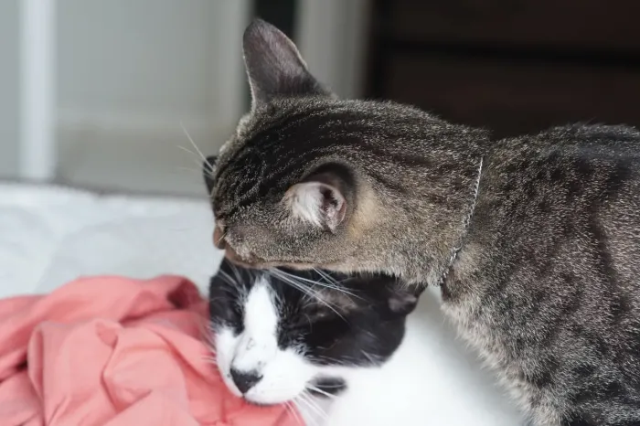 Gatos para adoção 