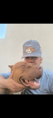 Doase Pitbull fema super dossil