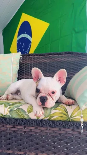 Bulldog francês