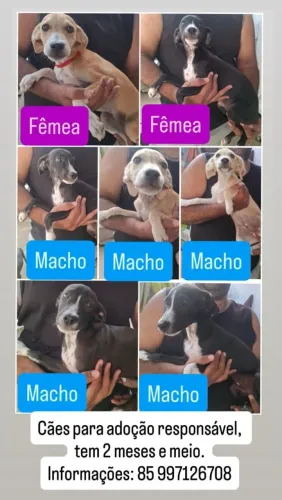 Filhotes para Adoção Responsável!
