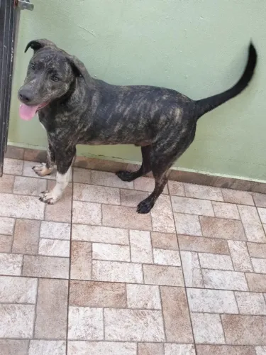 Doação de cachorro