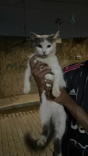 Gata para Adoção