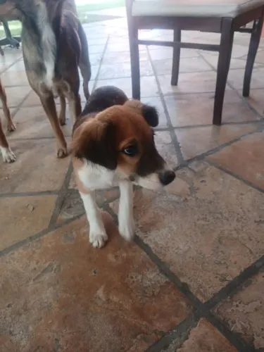 Cachorro para adoção 