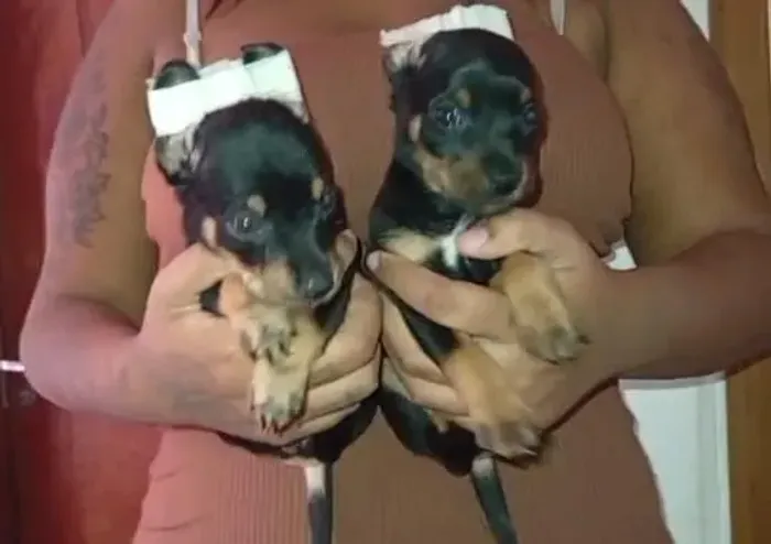 Filhotes de pinscher zero 