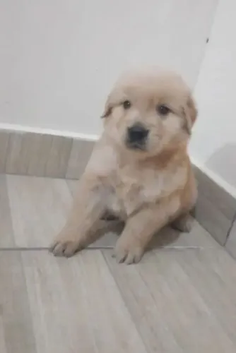Poodle