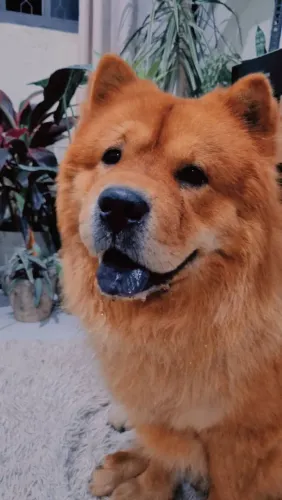 Doa-se cachorro Chow Chow americano macho