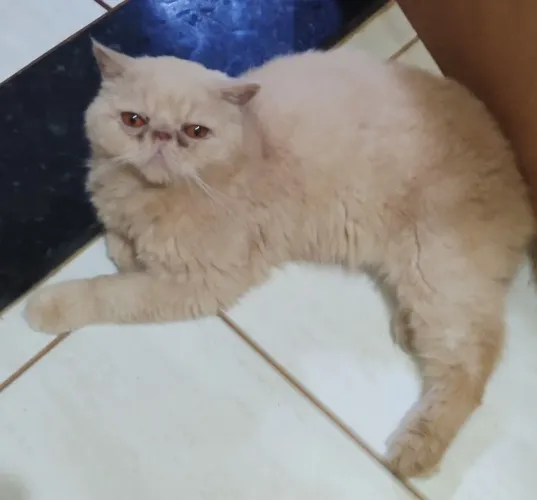 Gato persa pelo curto exótico 1 ano macho 