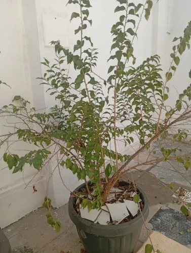 Vendo planta rara