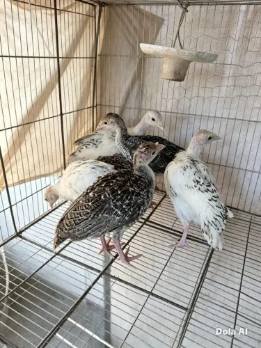 Peruzinhos