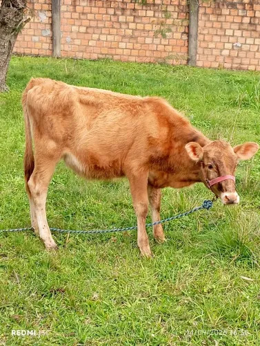 TERNEIRA JERSEY PURA, MOCHA,, TÓP!