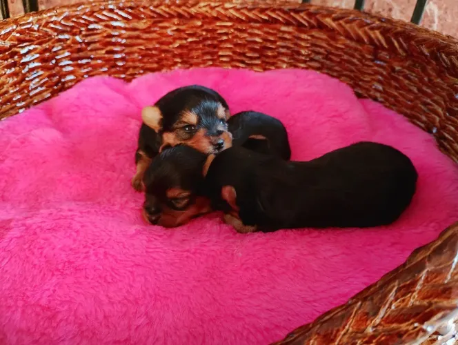 Lindos filhotes de Yorkshire