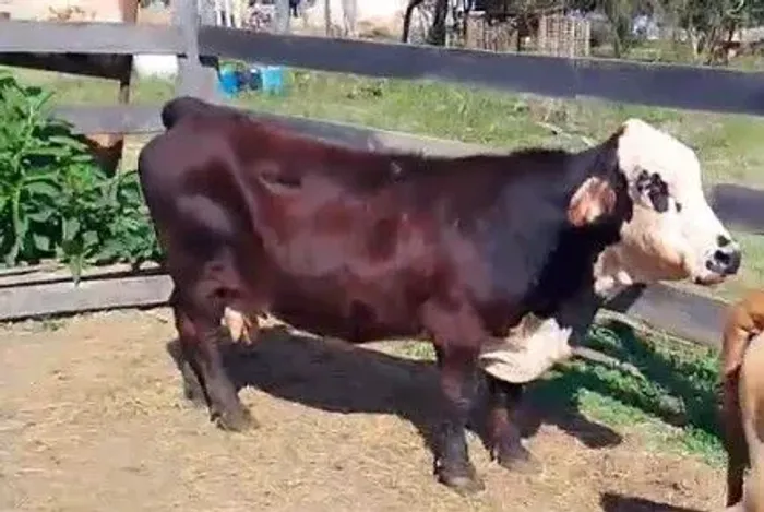 2 mini vaca 5500.00 cada uma