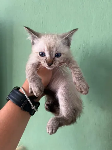Adoção Responsável- 6 Gatinhas Procuram um Lar!!!