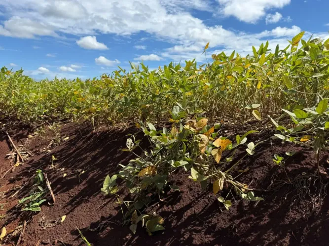 Fazenda de 50 hectares em Sidrolândia terra de cultura