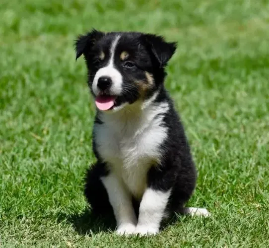 Filhotes de Border Collie | Seu novo amigo de quatro patas