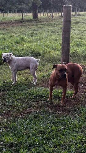 Filhote de boxer