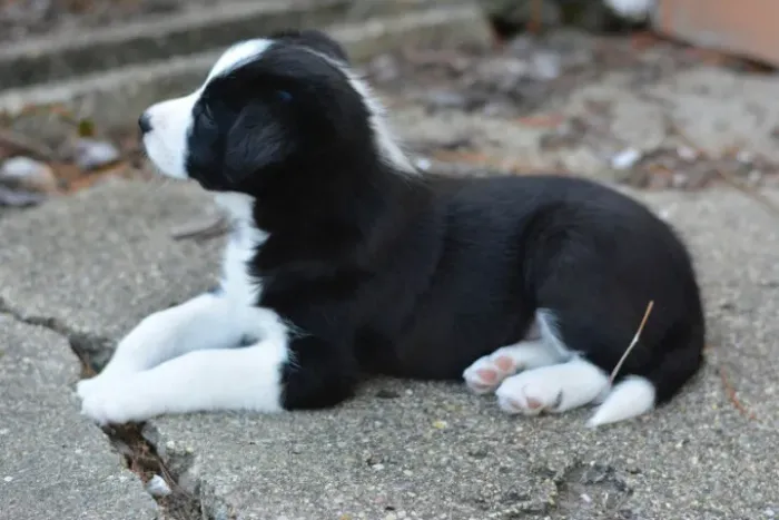 Filhotes de Border Collie | O carinho mora aqui.