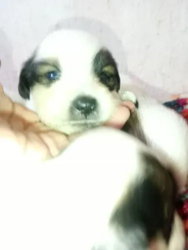 Doação de cachorro ?