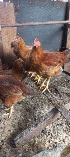 Vendo frangos e frangas