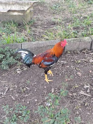 Galo começando servir 