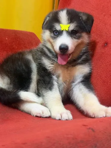 Vendo