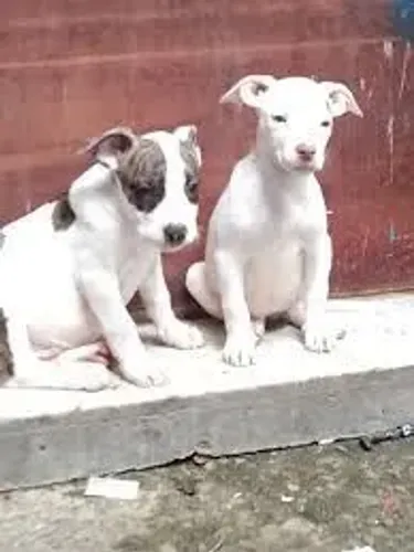 VENDE-SE PITBULL 