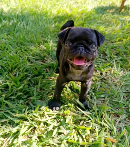 Pug fêmea