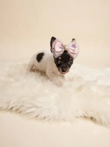 Pinscher de Porte Mini