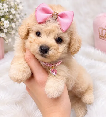 Poodle Toy
