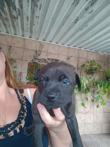 Pitbull fêmea 