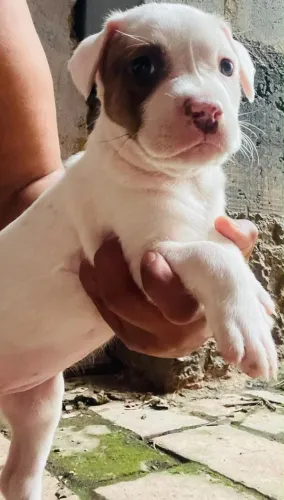 Doa-se FILHOTES de Pitbull