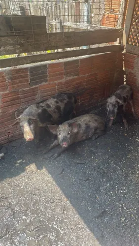 Vende-se porco caipira