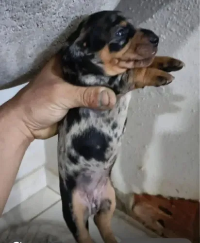 Basset teckel sapeca