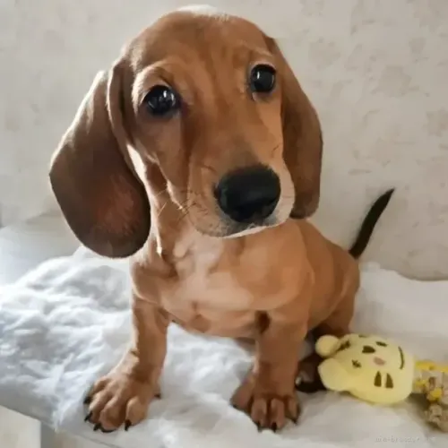 Bebezinho Teckel/Dachshund/Salsicha/Salsichinha/Basset/Cofap espertos e atentos
