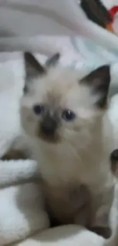 Últimos filhotes de gato siamês 50dias.