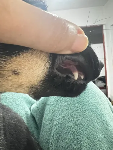 Estou doando uma cachorrinha de 3 messes